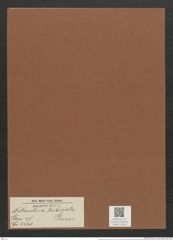 Nitzschia tubicola Grun. (de-Toni-Nr.: Genus 47, Species 2130) Zeichnungen Sammlung Grunow Mappe 02258 (Herbarium_W_Grunow_drawings_Folder_02258)